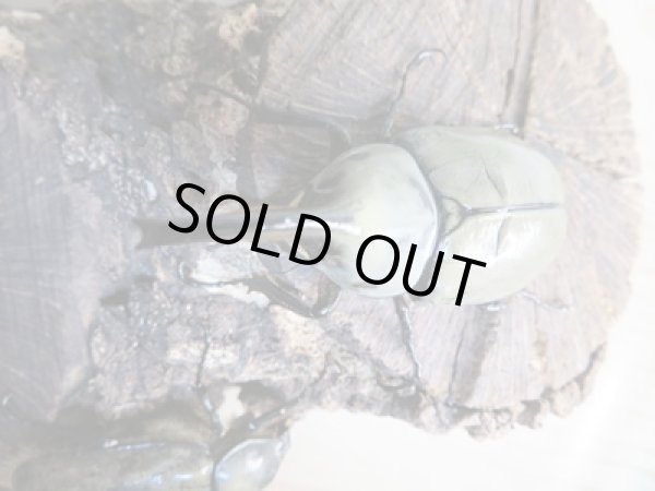 画像2: ☆新成虫☆グラントシロカブト♂70ミリ♀52ミリペア販売!! (2)