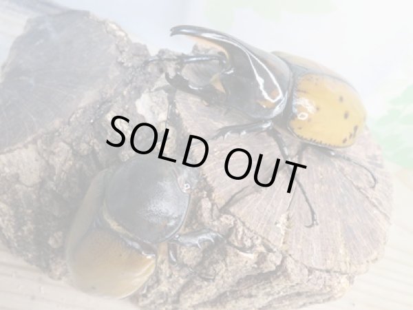 画像5: ☆新成虫☆マヤシロカブト♂85ミリ♀65ミリペア販売!! (5)