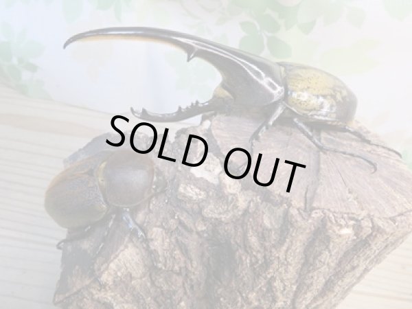 画像5: ☆新成虫☆D.H.ヘラクレス♂143ミリ♀64ミリ別血統ペア販売!! (5)