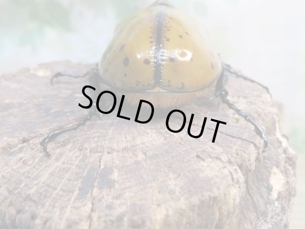 画像3: ☆新成虫☆マヤシロカブト♂85ミリ♀65ミリペア販売!! (3)