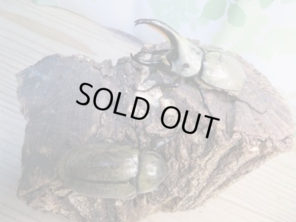 画像5: ☆新成虫☆グラントシロカブト♂70ミリ♀52ミリペア販売!! (5)