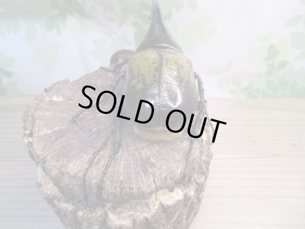 画像3: ☆新成虫☆D.H.ヘラクレス♂143ミリ♀64ミリ別血統ペア販売!! (3)