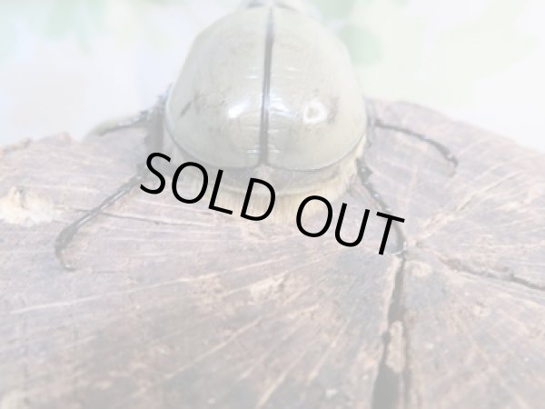 画像3: ☆新成虫☆グラントシロカブト♂70ミリ♀52ミリペア販売!! (3)