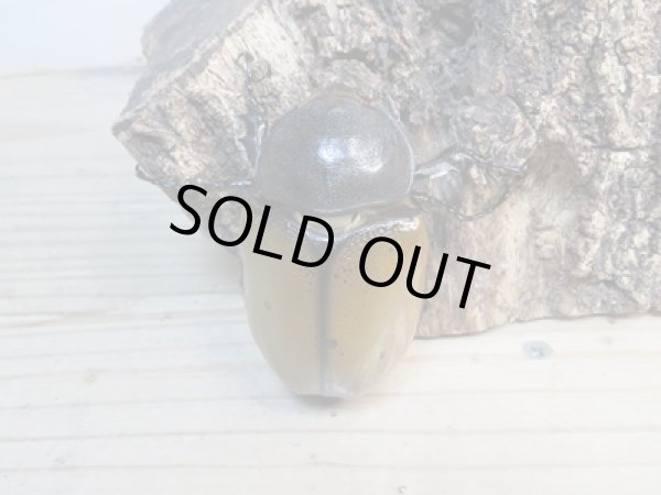 画像4: ☆新成虫☆マヤシロカブト♂85ミリ♀65ミリペア販売!! (4)