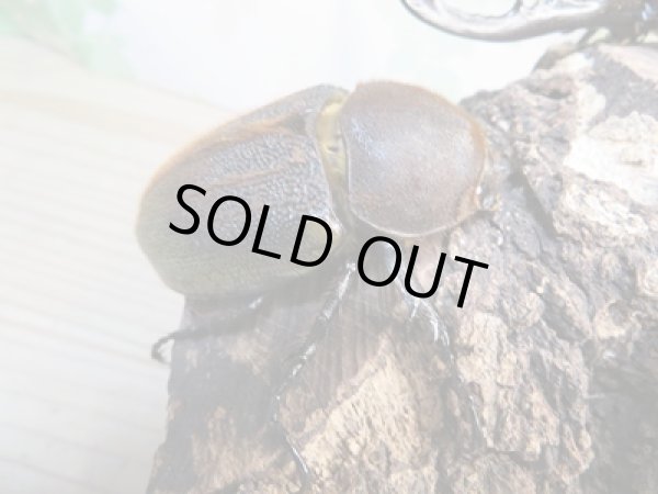 画像4: ☆新成虫☆D.H.ヘラクレス♂143ミリ♀64ミリ別血統ペア販売!! (4)