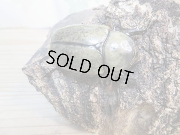 画像4: ☆新成虫☆グラントシロカブト♂70ミリ♀52ミリペア販売!! (4)