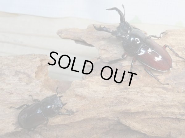 画像5: ☆美麗新成虫☆オーベルチュールクロツヤシカクワガタ♂55ミリ♀31ミリペア販売!! (5)