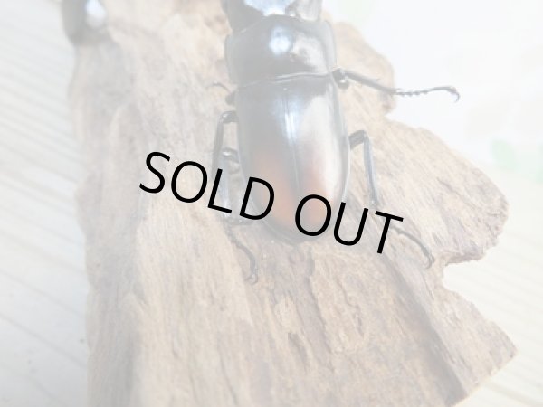 画像3: 新成虫☆WF4☆マキシカクワガタ♂60ミリ♀37ミリペア販売!! (3)