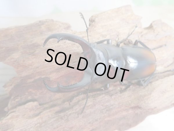 画像2: 新成虫☆WF4☆マキシカクワガタ♂60ミリ♀37ミリペア販売!! (2)