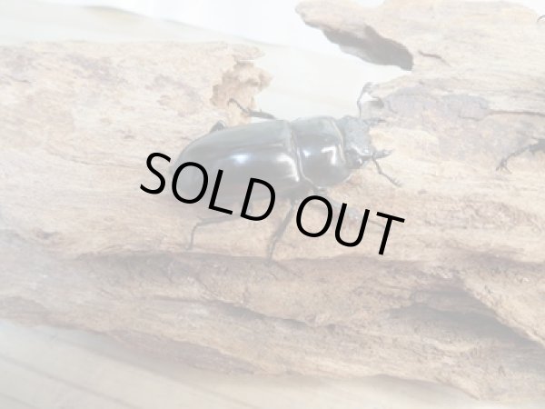 画像4: 新成虫☆WF4☆マキシカクワガタ♂60ミリ♀37ミリペア販売!! (4)