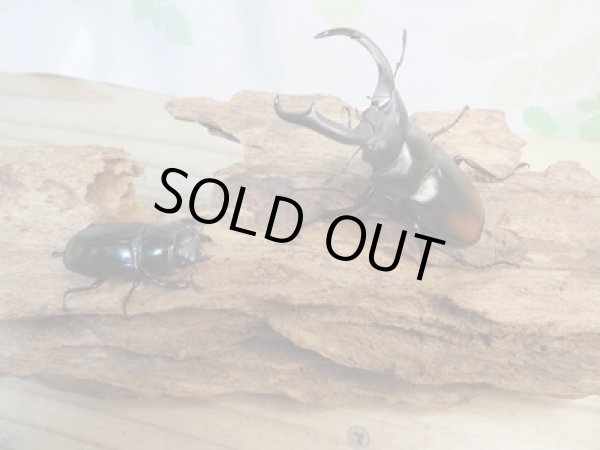 画像5: 新成虫☆WF4☆マキシカクワガタ♂60ミリ♀37ミリペア販売!! (5)