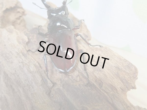 画像3: ☆美麗新成虫☆オーベルチュールクロツヤシカクワガタ♂55ミリ♀31ミリペア販売!! (3)