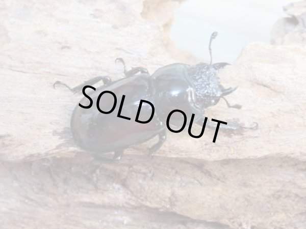 画像4: ☆美麗新成虫☆オーベルチュールクロツヤシカクワガタ♂55ミリ♀31ミリペア販売!! (4)