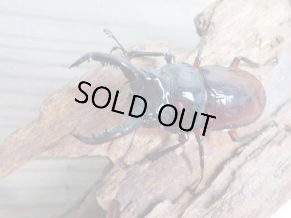 画像2: ☆美麗新成虫☆オーベルチュールクロツヤシカクワガタ♂55ミリ♀31ミリペア販売!! (2)