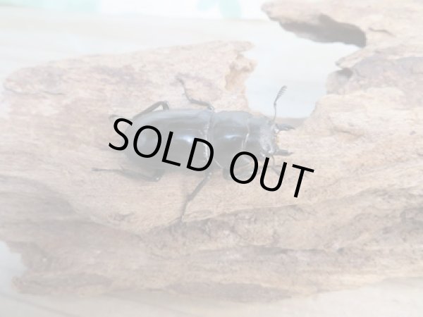 画像4: ☆新成虫☆フォルスターフタマタクワガタ(亜種ニシ)♂73ミリ♀37ミリペア販売!! (4)