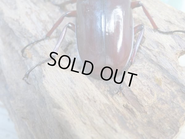 画像3: ☆新成虫☆フォルスターフタマタクワガタ(亜種ニシ)♂74ミリ♀41ミリペア販売!! (3)