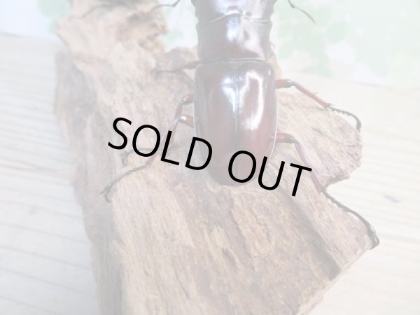 画像3: ☆新成虫☆フォルスターフタマタクワガタ(亜種ニシ)♂77ミリ♀42ミリペア販売!! (3)