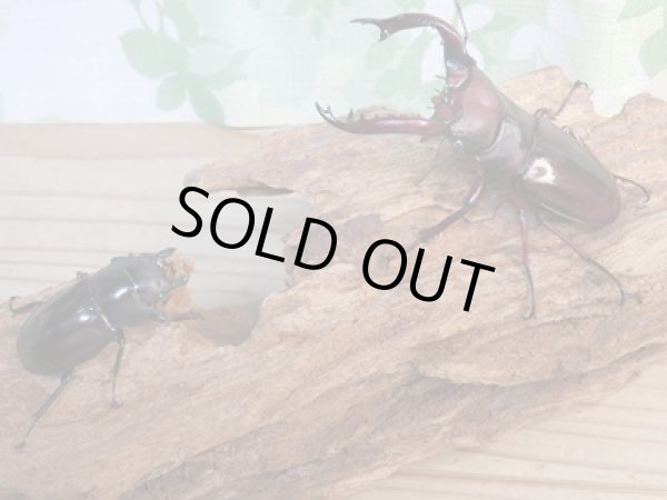 画像5: ☆新成虫☆フォルスターフタマタクワガタ(亜種ニシ)♂74ミリ♀41ミリペア販売!! (5)