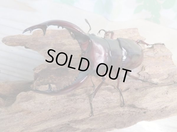 画像2: ☆新成虫☆フォルスターフタマタクワガタ(亜種ニシ)♂77ミリ♀42ミリペア販売!! (2)