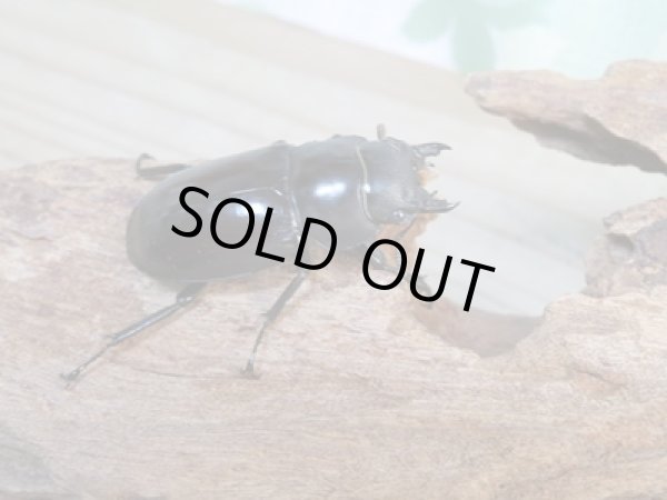 画像4: ☆新成虫☆フォルスターフタマタクワガタ(亜種ニシ)♂74ミリ♀41ミリペア販売!! (4)