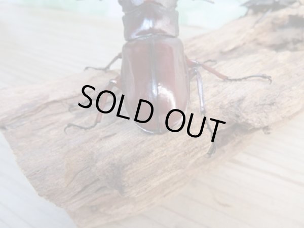 画像3: ☆新成虫☆フォルスターフタマタクワガタ(亜種ニシ)♂73ミリ♀37ミリペア販売!! (3)