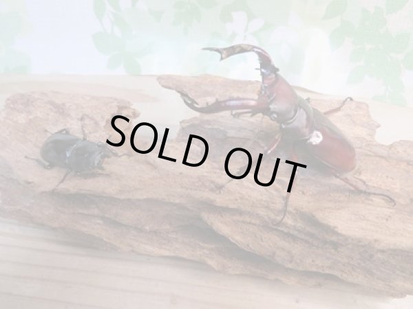 画像5: ☆新成虫☆フォルスターフタマタクワガタ(亜種ニシ)♂73ミリ♀37ミリペア販売!! (5)