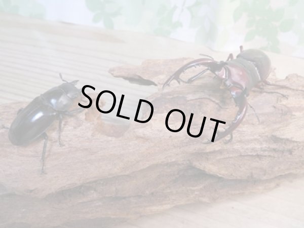 画像5: ☆新成虫☆フォルスターフタマタクワガタ(亜種ニシ)♂77ミリ♀42ミリペア販売!! (5)