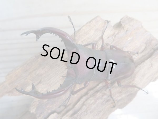 画像2: ☆新成虫☆フォルスターフタマタクワガタ(亜種ニシ)♂74ミリ♀41ミリペア販売!! (2)