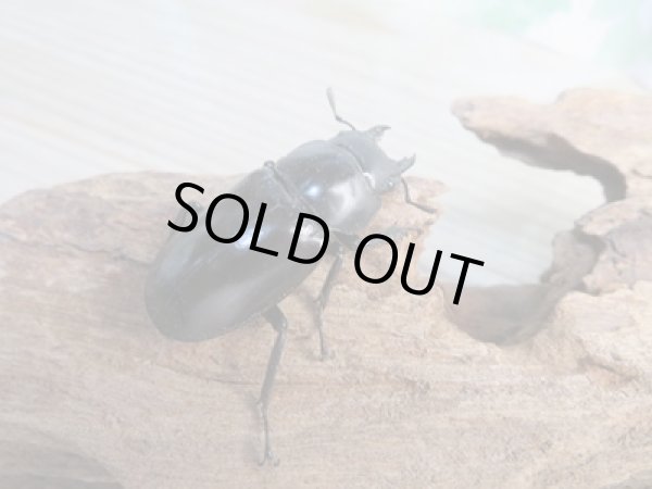 画像4: ☆新成虫☆フォルスターフタマタクワガタ(亜種ニシ)♂77ミリ♀42ミリペア販売!! (4)