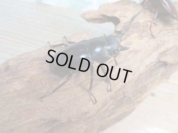 画像4: ☆大型新成虫☆フォルスターフタマタクワガタ(亜種ニシ)♂80ミリ♀40ミリペア販売!! (4)