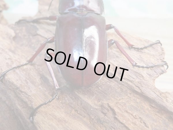 画像3: ☆大型新成虫☆フォルスターフタマタクワガタ(亜種ニシ)♂80ミリ♀40ミリペア販売!! (3)