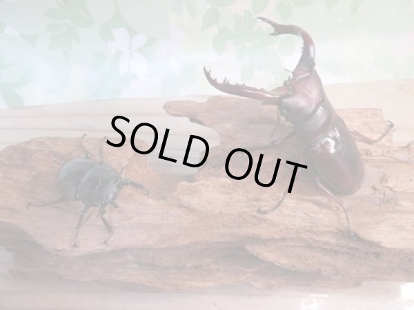 画像5: ☆大型新成虫☆フォルスターフタマタクワガタ(亜種ニシ)♂80ミリ♀40ミリペア販売!! (5)