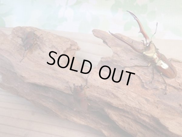 画像6: ☆新成虫☆メタリフェルホソアカクワガタ(サンギレンシス)♂63ミリ♀フリーサイズペア+♀フリーサイズ計3頭のトリオ販売!! (6)