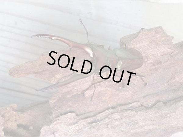 画像2: ☆新成虫☆メタリフェルホソアカクワガタ(サンギレンシス)♂63ミリ♀フリーサイズペア+♀フリーサイズ計3頭のトリオ販売!! (2)