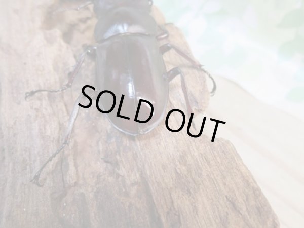 画像3: ☆新成虫☆フォルスターフタマタクワガタ(亜種キヨタミ)♂74ミリ♀43ミリペア販売!! (3)