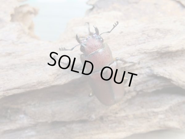 画像4: ☆新成虫☆メタリフェルホソアカクワガタ(サンギレンシス)♂63ミリ♀フリーサイズペア+♀フリーサイズ計3頭のトリオ販売!! (4)