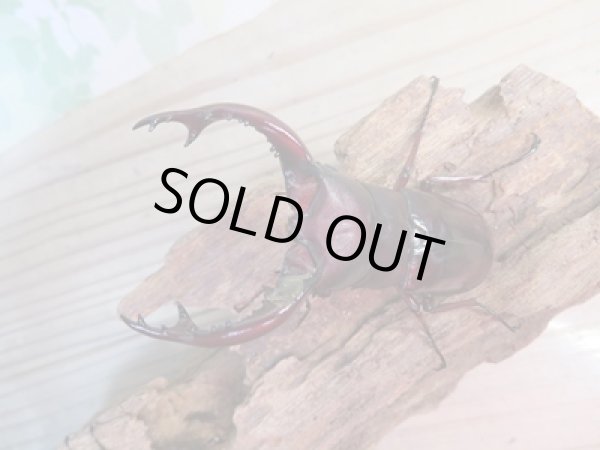 画像2: ☆大型新成虫☆フォルスターフタマタクワガタ(亜種ニシ)♂80ミリ♀40ミリペア販売!! (2)