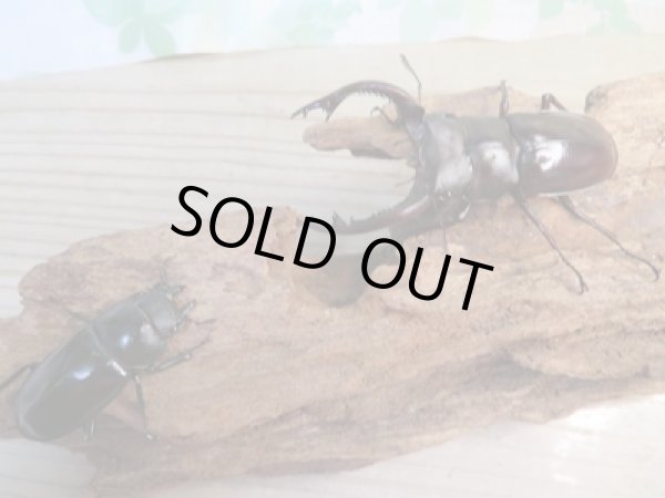 画像5: ☆新成虫☆フォルスターフタマタクワガタ(亜種キヨタミ)♂74ミリ♀43ミリペア販売!! (5)