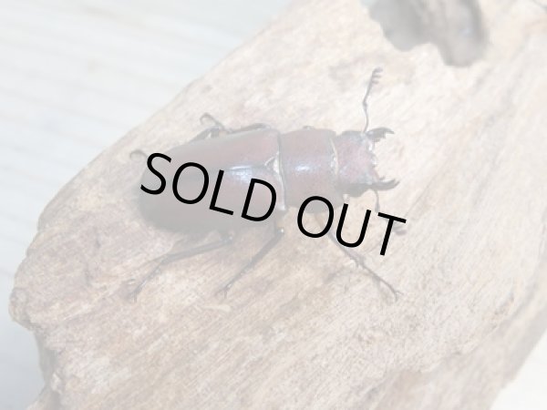 画像5: ☆新成虫☆メタリフェルホソアカクワガタ(サンギレンシス)♂63ミリ♀フリーサイズペア+♀フリーサイズ計3頭のトリオ販売!! (5)