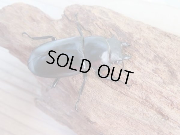 画像4: ☆新成虫☆フォルスターフタマタクワガタ(亜種キヨタミ)♂74ミリ♀43ミリペア販売!! (4)