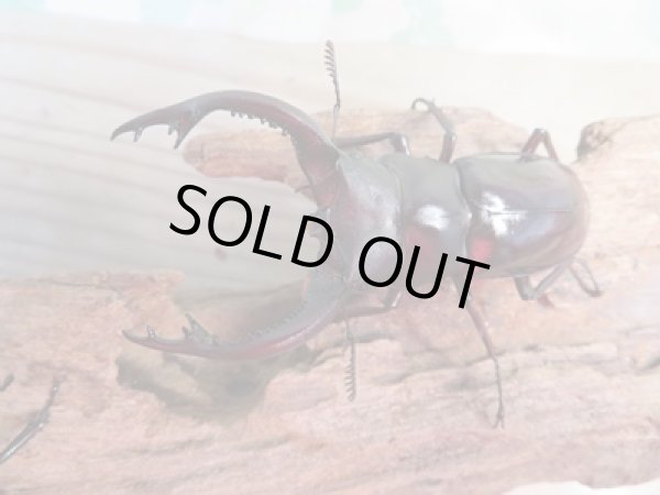 画像2: ☆新成虫☆フォルスターフタマタクワガタ(亜種キヨタミ)♂74ミリ♀43ミリペア販売!! (2)