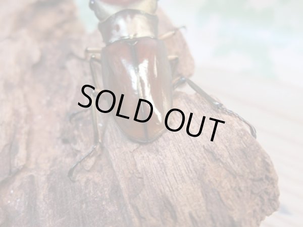 画像3: ☆新成虫☆メタリフェルホソアカクワガタ(サンギレンシス)♂63ミリ♀フリーサイズペア+♀フリーサイズ計3頭のトリオ販売!! (3)