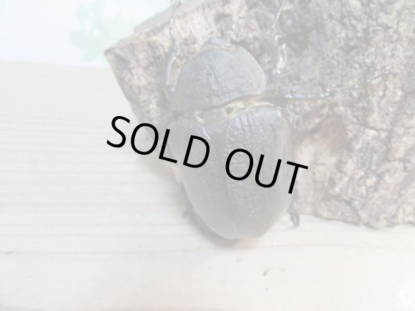 画像4: ☆新成虫☆レックスゾウカブト♂100ミリ♀67ミリペア販売!! (4)