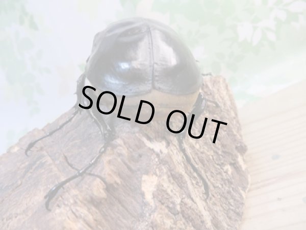 画像3: ☆新成虫☆レックスゾウカブト♂100ミリ♀67ミリペア販売!! (3)