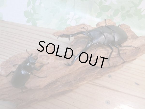 画像5: ☆大型新成虫☆ギラファノコギリクワガタ(亜種ケイスケ)♂109ミリ♀46ミリペア販売!! (5)