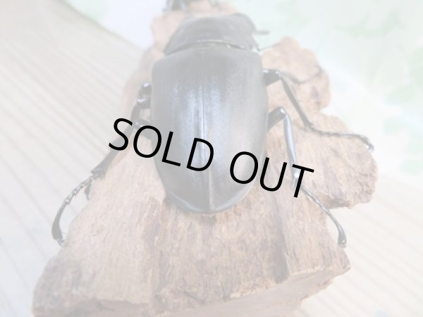 画像3: ☆大型新成虫☆ギラファノコギリクワガタ(亜種ケイスケ)♂109ミリ♀46ミリペア販売!! (3)