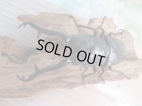 画像2: ☆大型新成虫☆ギラファノコギリクワガタ(亜種ケイスケ)♂109ミリ♀46ミリペア販売!! (2)