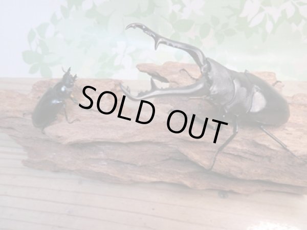 画像5: ☆大型新成虫☆ギラファノコギリクワガタ(亜種ケイスケ)♂107ミリ♀44ミリペア販売!! (5)