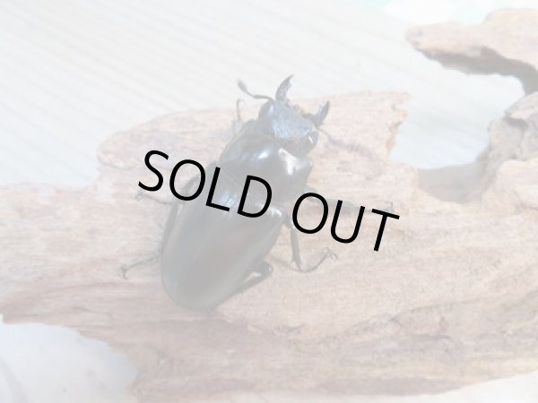 画像4: ☆大型新成虫☆ギラファノコギリクワガタ(亜種ケイスケ)♂107ミリ♀44ミリペア販売!! (4)