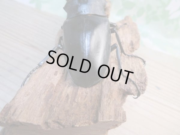 画像3: ☆大型新成虫☆ギラファノコギリクワガタ(亜種ケイスケ)♂107ミリ♀44ミリペア販売!! (3)